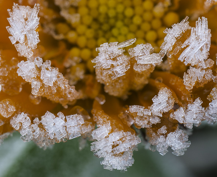 morgenfrue og rimfrost